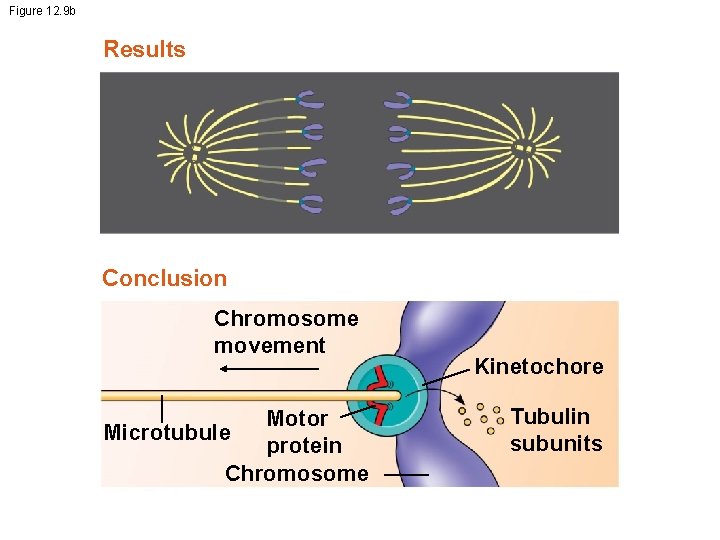 Figure 12. 9 b Results Conclusion Chromosome movement Motor protein Chromosome Microtubule Kinetochore Tubulin