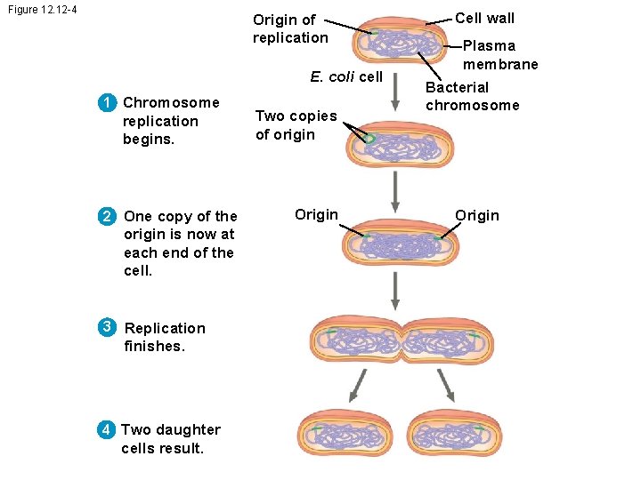 Figure 12. 12 -4 Origin of replication E. coli cell 1 Chromosome replication begins.