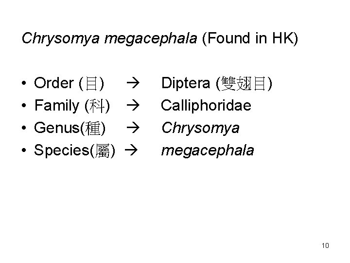 Chrysomya megacephala (Found in HK) • • Order (目) Family (科) Genus(種) Species(屬) Diptera