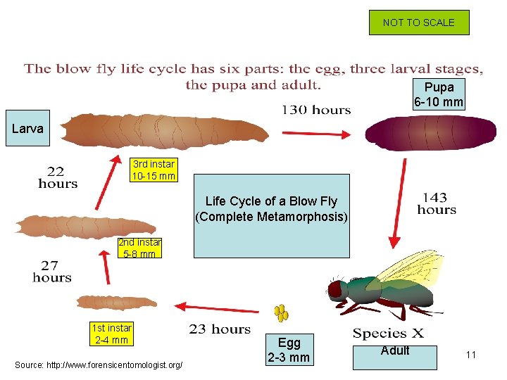 NOT TO SCALE Pupa 6 -10 mm Larva 3 rd instar 10 -15 mm