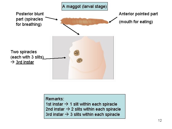 A maggot (larval stage) Posterior blunt part (spiracles for breathing) Anterior pointed part (mouth
