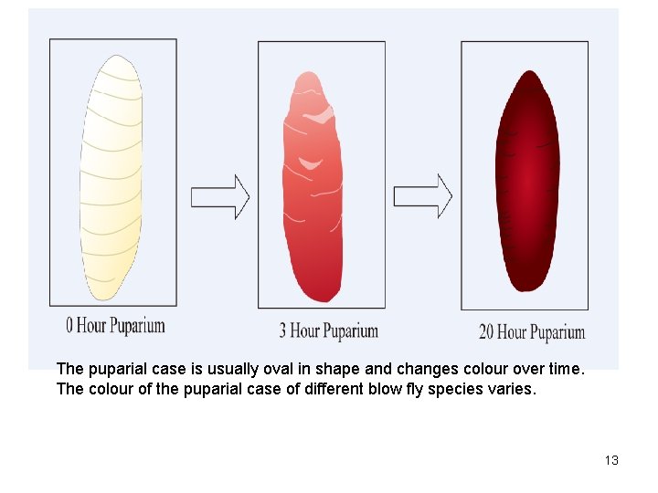 The puparial case is usually oval in shape and changes colour over time. The