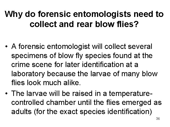 Why do forensic entomologists need to collect and rear blow flies? • A forensic