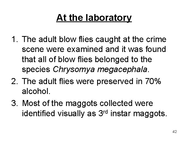 At the laboratory 1. The adult blow flies caught at the crime scene were