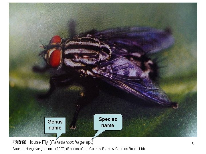 Genus name Species name 亞麻蠅 House Fly (Parasarcophage sp. ) Source: Hong Kong Insects