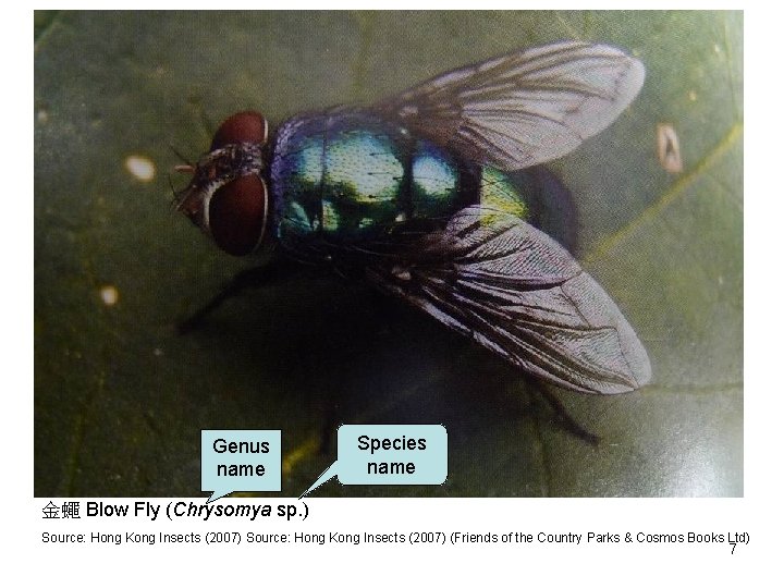 Genus name Species name 金蠅 Blow Fly (Chrysomya sp. ) Source: Hong Kong Insects