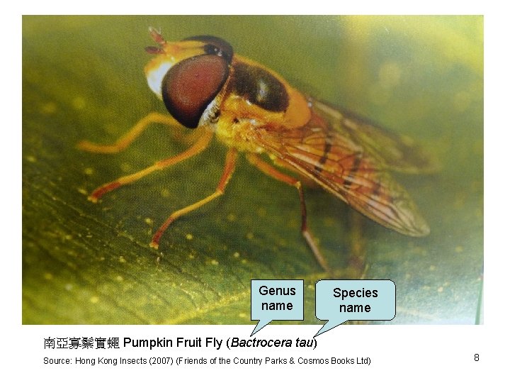 Genus name Species name 南亞寡鬃實蠅 Pumpkin Fruit Fly (Bactrocera tau) Source: Hong Kong Insects