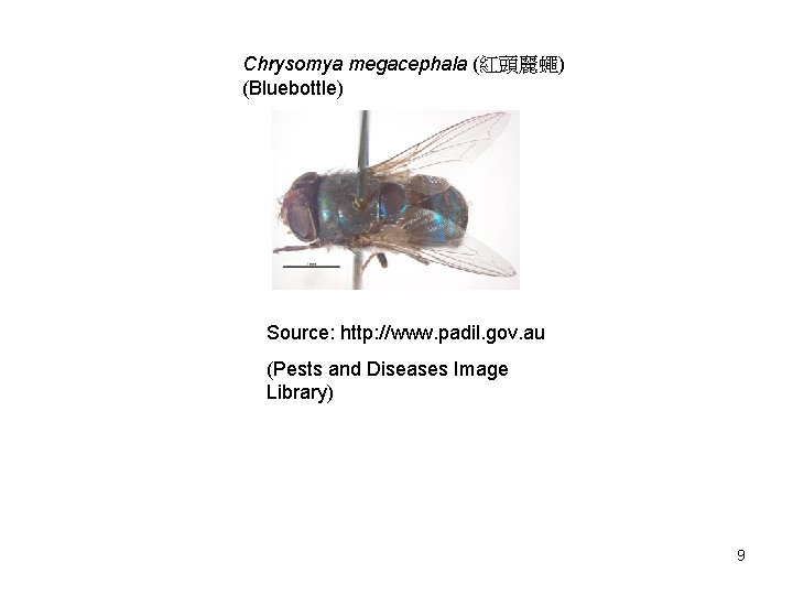 Chrysomya megacephala (紅頭麗蠅) (Bluebottle) Source: http: //www. padil. gov. au (Pests and Diseases Image