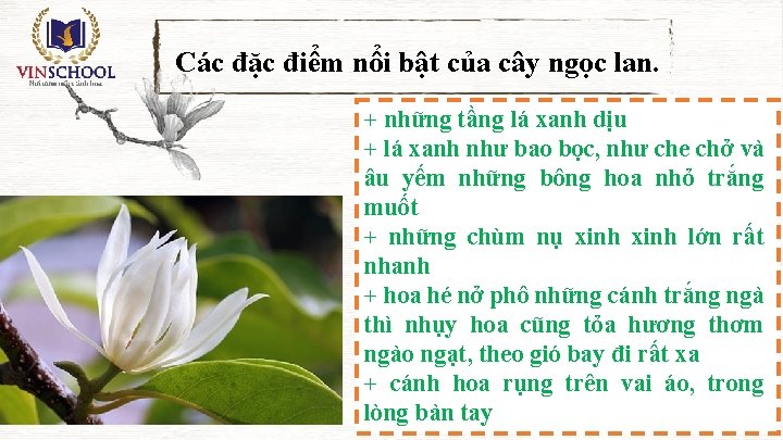 Các đặc điểm nổi bật của cây ngọc lan. + những tầng lá xanh