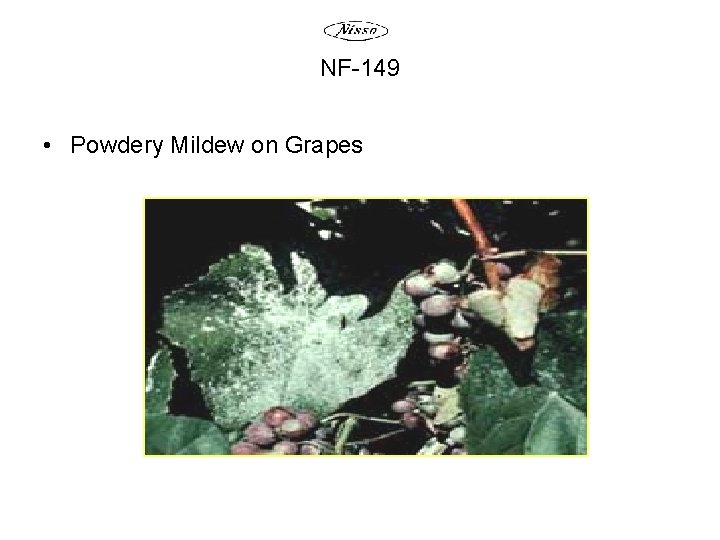 NF-149 • Powdery Mildew on Grapes 