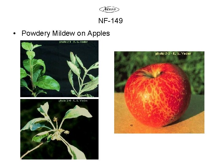 NF-149 • Powdery Mildew on Apples 