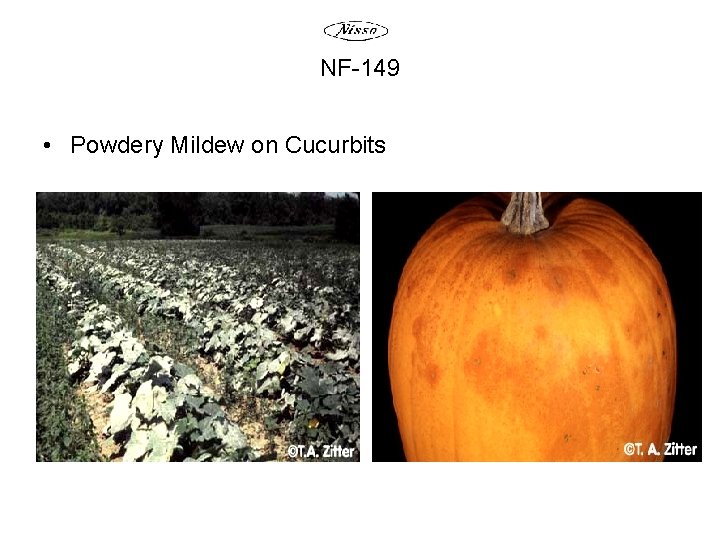 NF-149 • Powdery Mildew on Cucurbits 