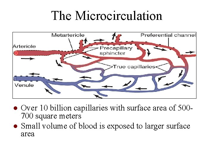 The Microcirculation ● Over 10 billion capillaries with surface area of 500700 square meters