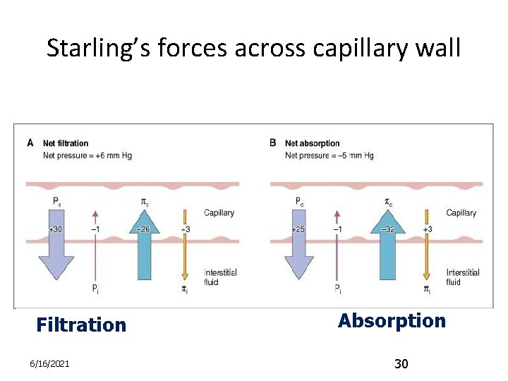 Starling’s forces across capillary wall Filtration 6/16/2021 Absorption 30 