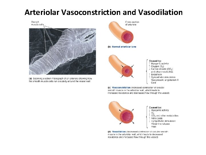 Arteriolar Vasoconstriction and Vasodilation 