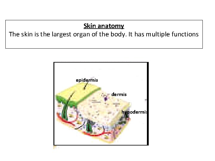 Skin anatomy The skin is the largest organ of the body. It has multiple