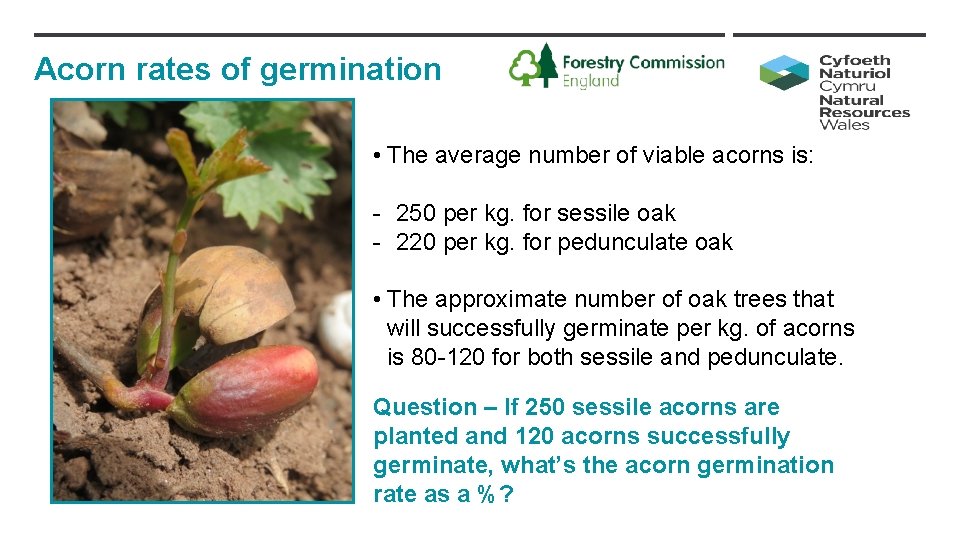 Acorn rates of germination • The average number of viable acorns is: - 250