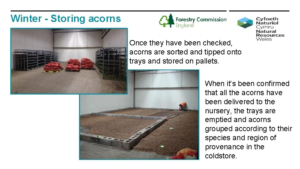 Winter - Storing acorns Once they have been checked, acorns are sorted and tipped