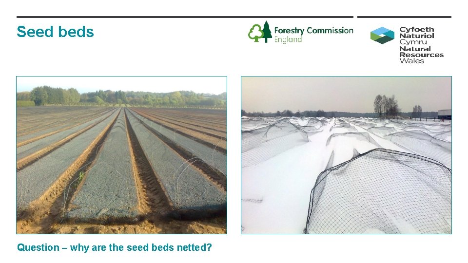 Seed beds Question – why are the seed beds netted? 