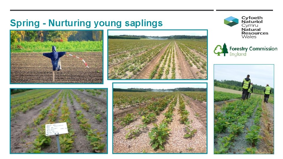Spring - Nurturing young saplings 