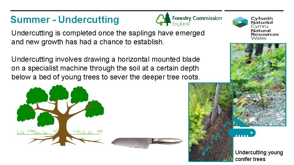 Summer - Undercutting is completed once the saplings have emerged and new growth has