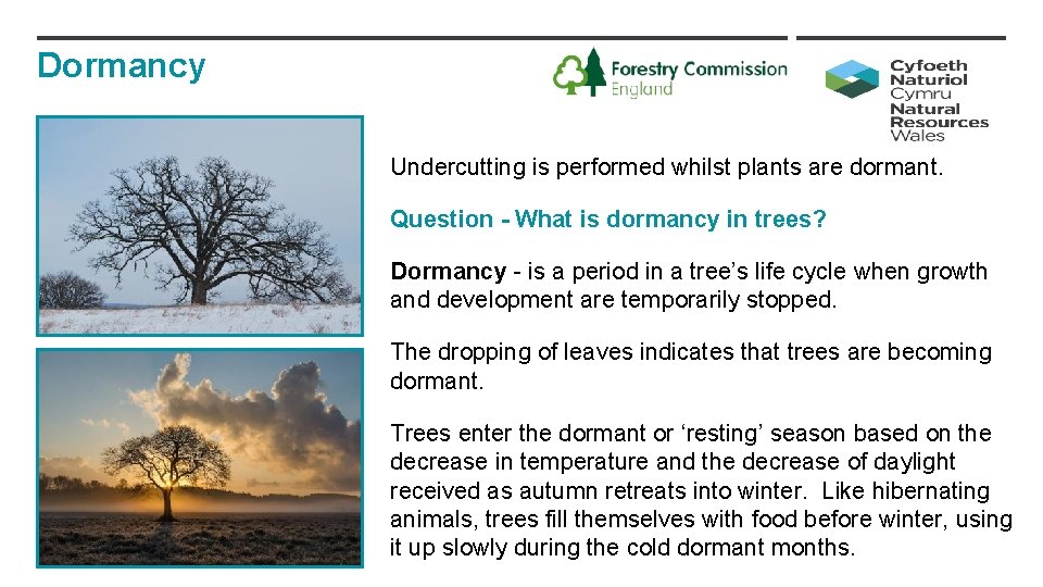 Dormancy Undercutting is performed whilst plants are dormant. Question - What is dormancy in