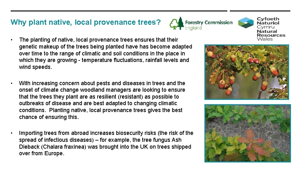 Why plant native, local provenance trees? • The planting of native, local provenance trees