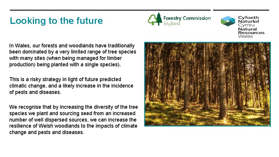 Looking to the future In Wales, our forests and woodlands have traditionally been dominated