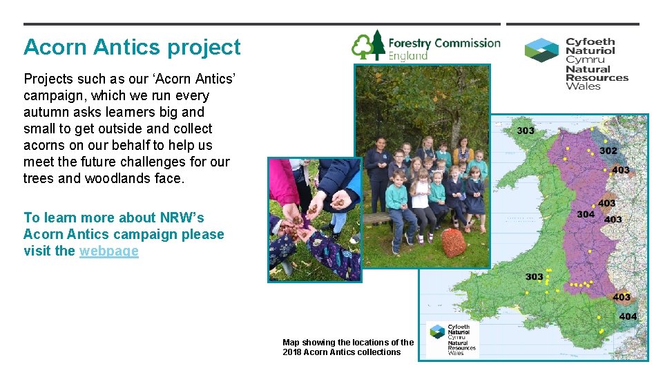 Acorn Antics project Projects such as our ‘Acorn Antics’ campaign, which we run every