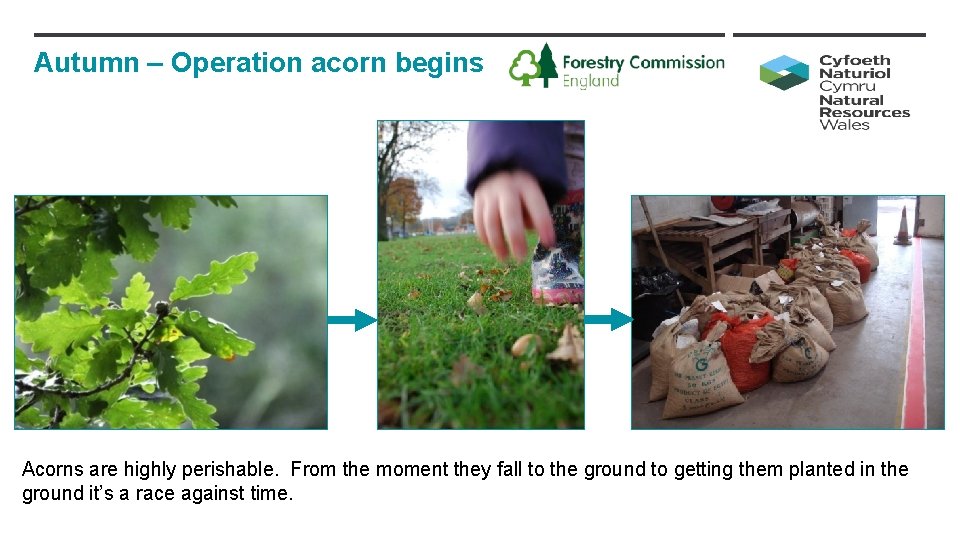 Autumn – Operation acorn begins Acorns are highly perishable. From the moment they fall