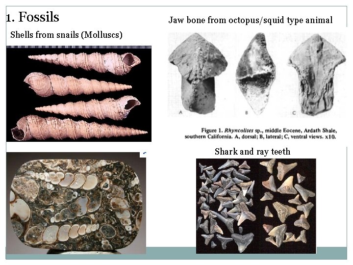 1. Fossils Jaw bone from octopus/squid type animal Shells from snails (Molluscs) Shark and
