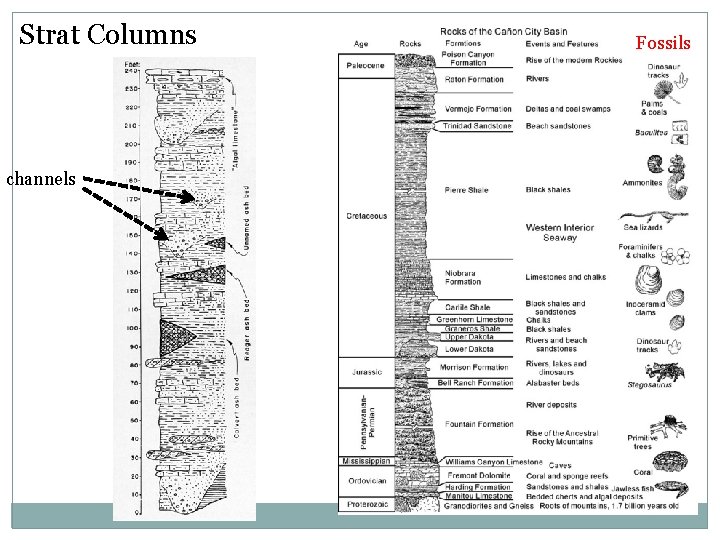 Strat Columns channels Fossils 