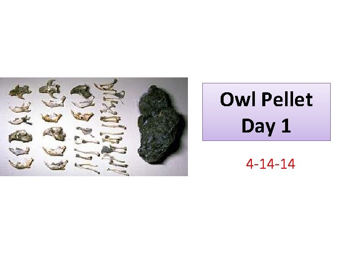 Owl Pellet Day 1 4 -14 -14 