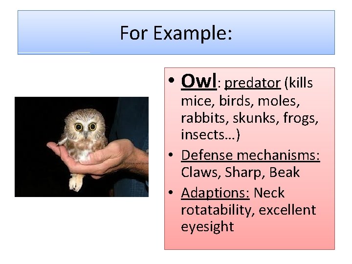 For Example: • Owl: predator (kills mice, birds, moles, rabbits, skunks, frogs, insects…) •