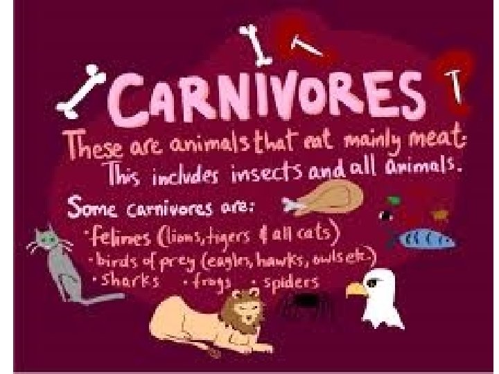 Carnivore 