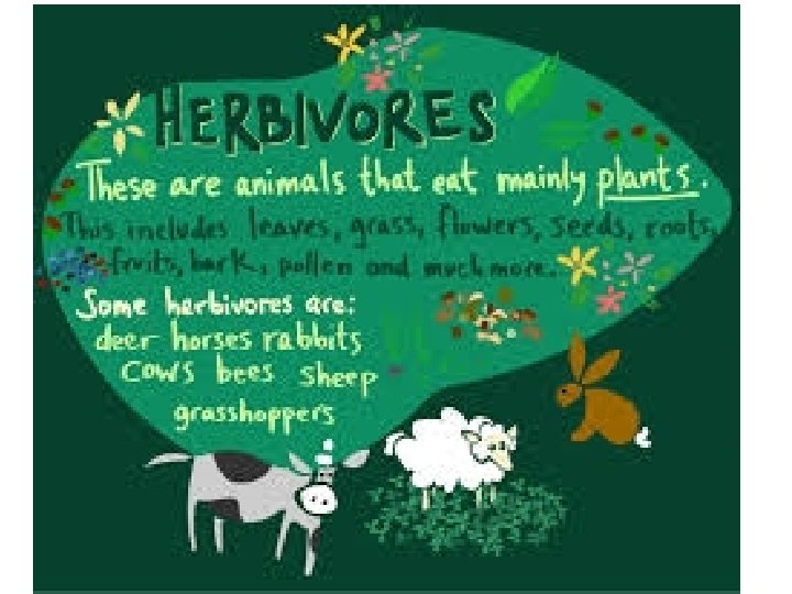 Herbivore 