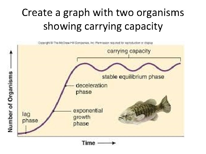 Create a graph with two organisms showing carrying capacity 