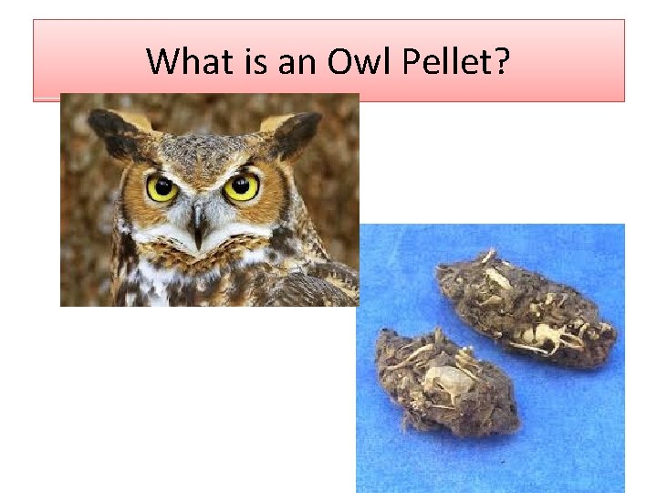 What is an Owl Pellet? 