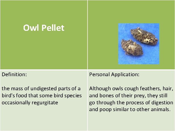 Owl Pellet Definition: Personal Application: the mass of undigested parts of a bird's food