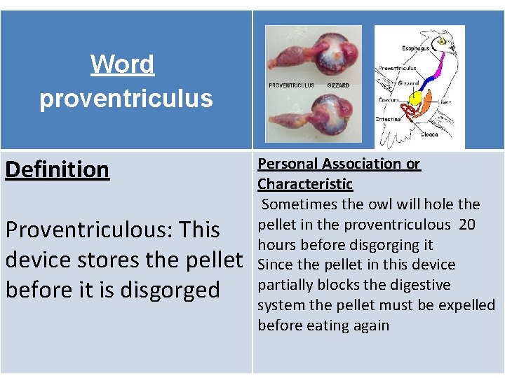 Word proventriculus Definition Proventriculous: This device stores the pellet before it is disgorged Personal