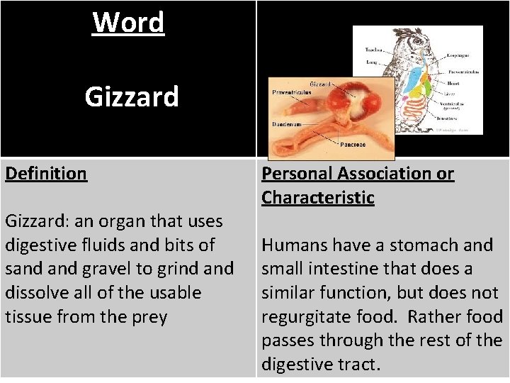 Word Gizzard Definition Gizzard: an organ that uses digestive fluids and bits of sand