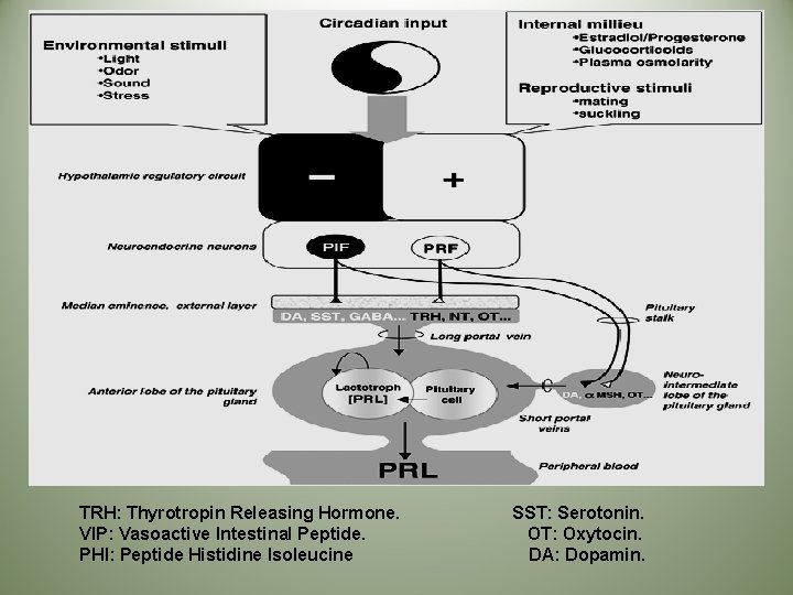 TRH: Thyrotropin Releasing Hormone. VIP: Vasoactive Intestinal Peptide. PHI: Peptide Histidine Isoleucine SST: Serotonin.