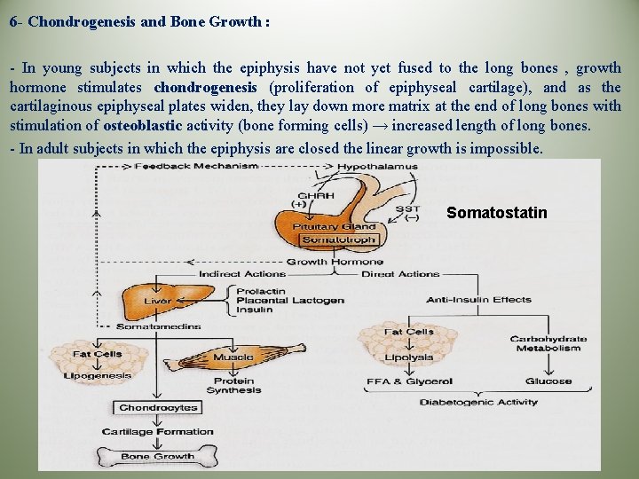 6 - Chondrogenesis and Bone Growth : - In young subjects in which the