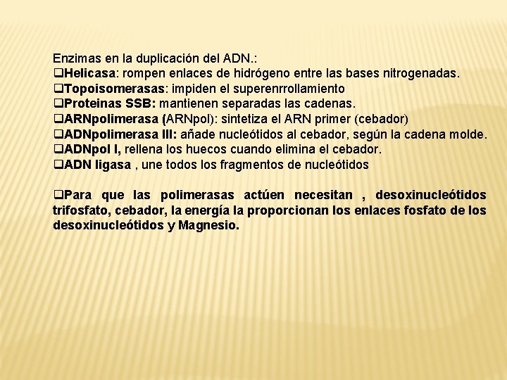 Enzimas en la duplicación del ADN. : q. Helicasa: rompen enlaces de hidrógeno entre