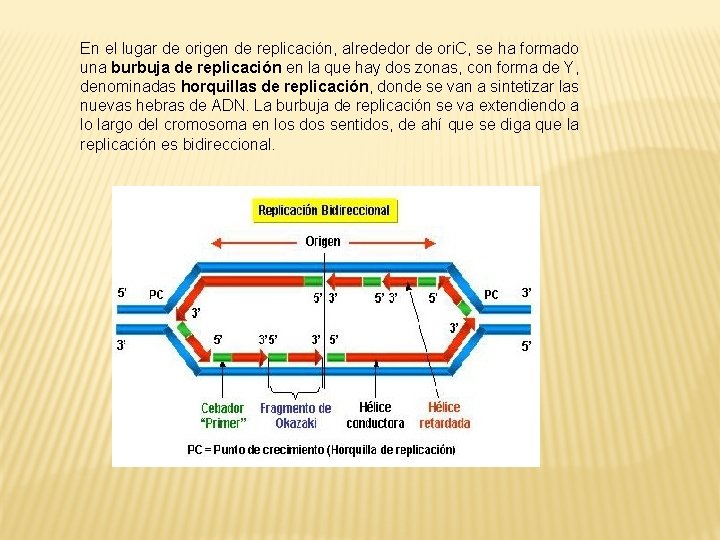 En el lugar de origen de replicación, alrededor de ori. C, se ha formado