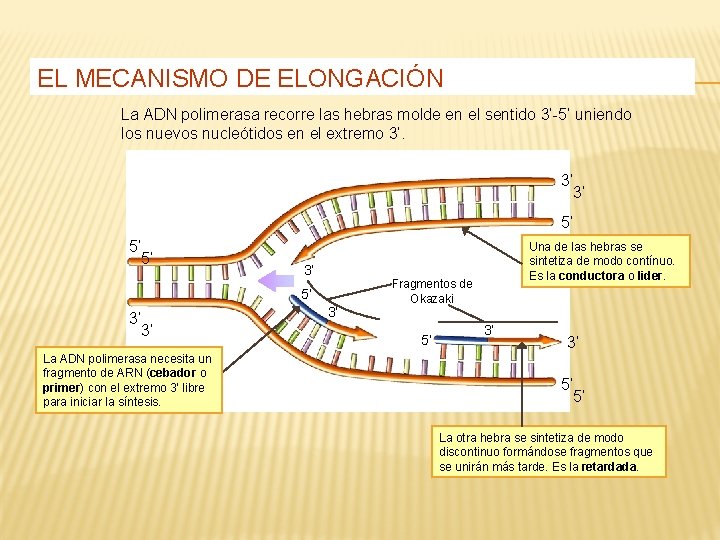 EL MECANISMO DE ELONGACIÓN La ADN polimerasa recorre las hebras molde en el sentido