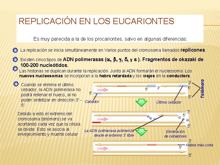 REPLICACIÓN EN LOS EUCARIONTES Es muy parecida a la de los procariontes, salvo en