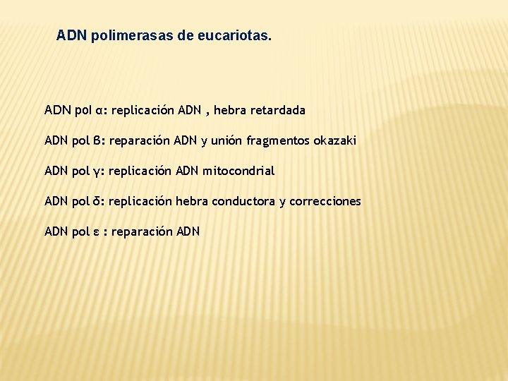 ADN polimerasas de eucariotas. ADN pol α: replicación ADN , hebra retardada ADN pol