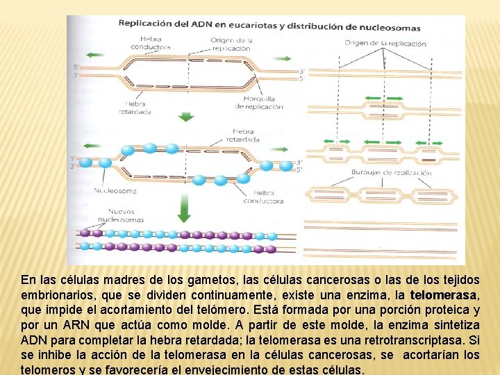 En las células madres de los gametos, las células cancerosas o las de los
