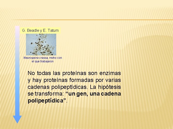 G. Beadle y E. Tatum Neurospora crassa, moho con el que trabajaron No todas